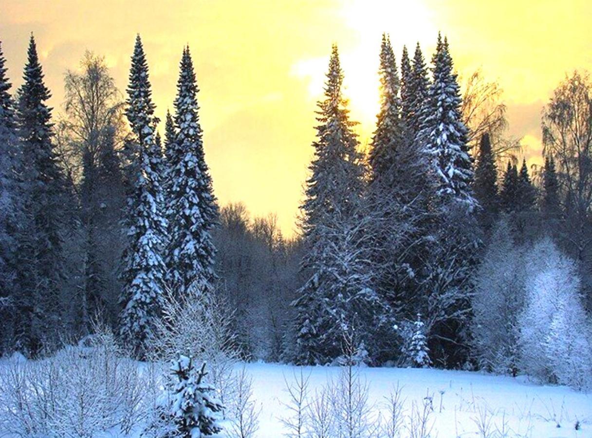 Таежный лес зимой